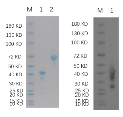 Reducing 4%-20% SDS-PAGE (CBB stained) and WB (Anti-GST Mouse Monoclonal antibody) analysis profiles of purified E6.
1. E6: 1 μg
2. BSA: 1 μg